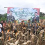 Wabub Merangin Khafid Moein dan Kapolres Merangin AKBP Roni Syahendra bersama dinas terkait saat panen serentak jagung di Desa Tambang Emas. (DETAIL/Daryanto)