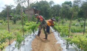 Babinsa Pulau Melako saat bantu pemupukan di kebun cabai warga. (ist)